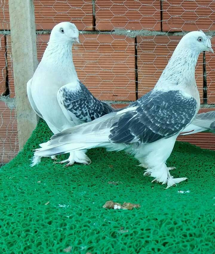 Pati İlan Yönetimi profil görseli